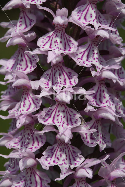 Spotted orchid (Dactylorhiza maculata)