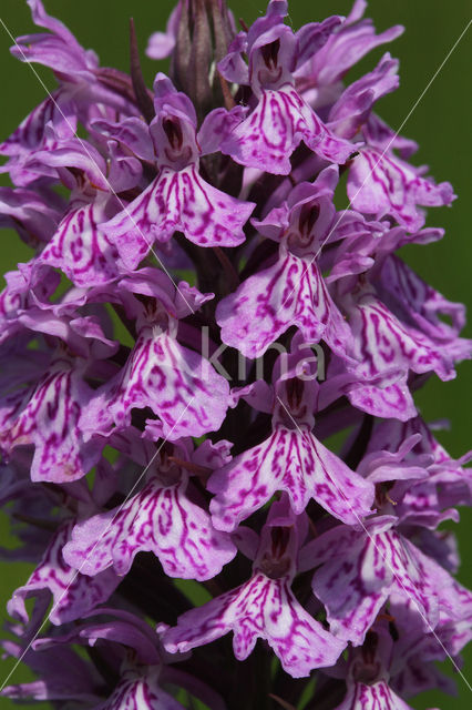 Spotted orchid (Dactylorhiza maculata)