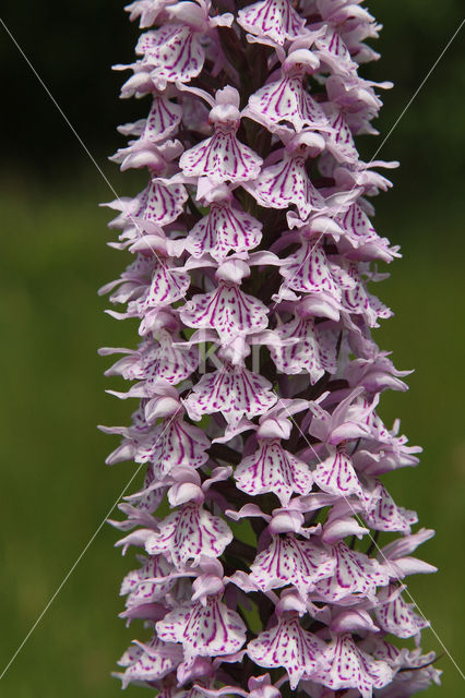 Gevlekte orchis (Dactylorhiza maculata)