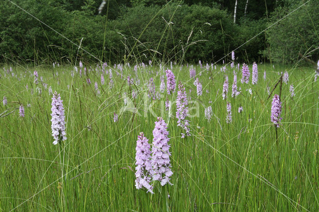 Spotted orchid (Dactylorhiza maculata)