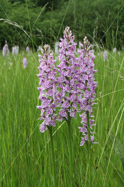 Spotted orchid (Dactylorhiza maculata)