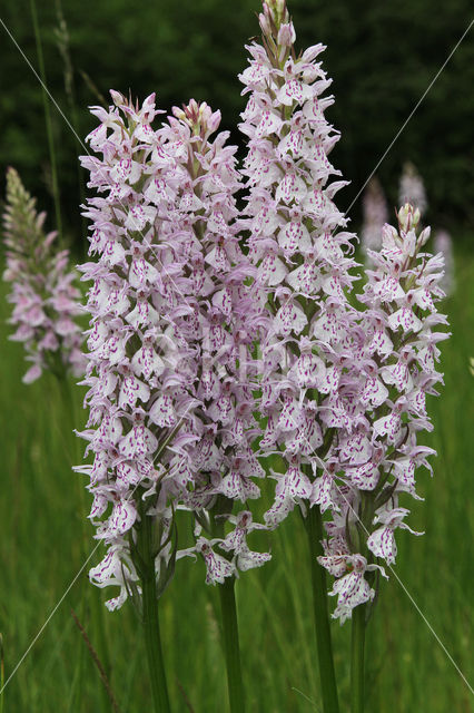 Gevlekte orchis (Dactylorhiza maculata)