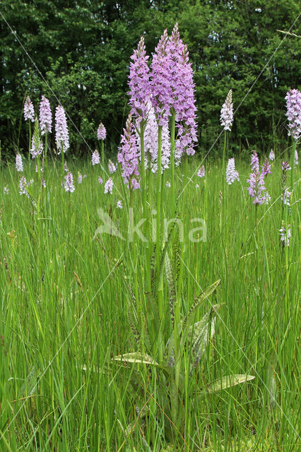 Spotted orchid (Dactylorhiza maculata)