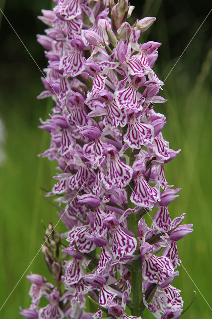 Spotted orchid (Dactylorhiza maculata)