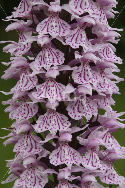 Spotted orchid (Dactylorhiza maculata)