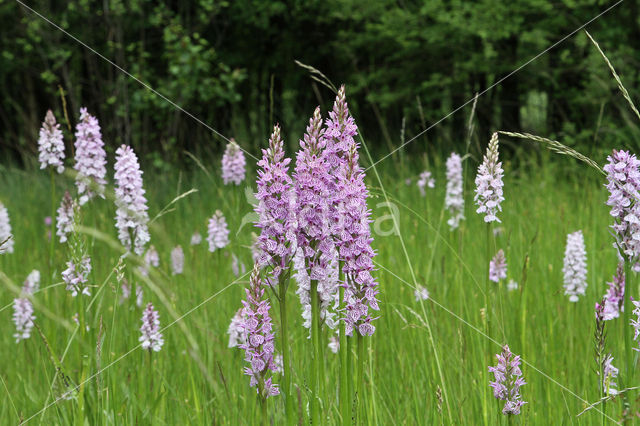 Gevlekte orchis (Dactylorhiza maculata)