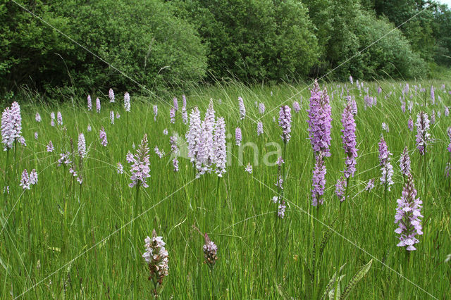 Gevlekte orchis (Dactylorhiza maculata)