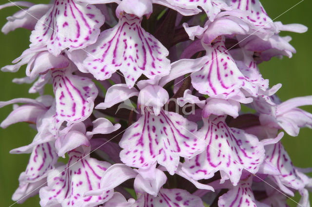 Gevlekte orchis (Dactylorhiza maculata)