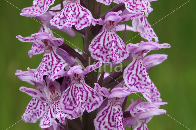 Spotted orchid (Dactylorhiza maculata)