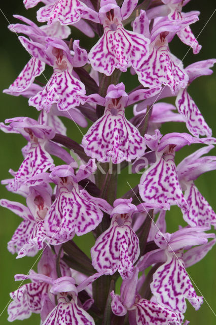 Gevlekte orchis (Dactylorhiza maculata)