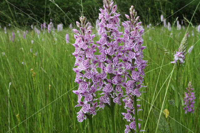 Spotted orchid (Dactylorhiza maculata)