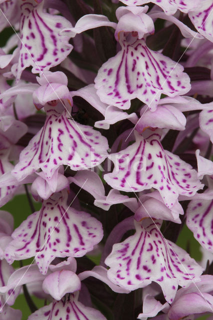 Gevlekte orchis (Dactylorhiza maculata)