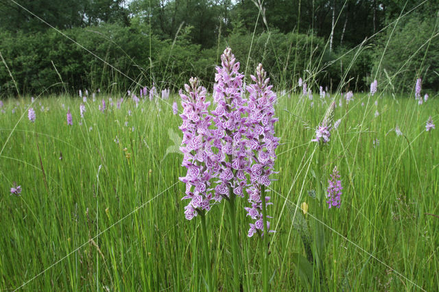 Gevlekte orchis (Dactylorhiza maculata)