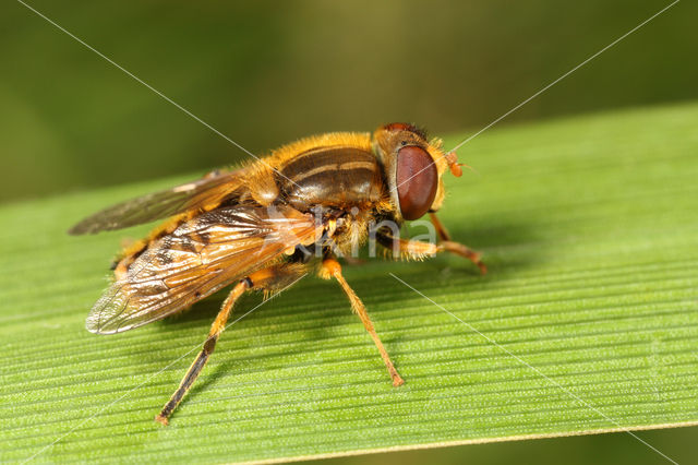 Gewone fluweelzwever (Parhelophilus versicolor)