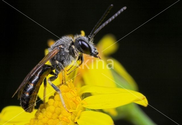 Gewone geurgroefbij (Lasioglossum calceatum)