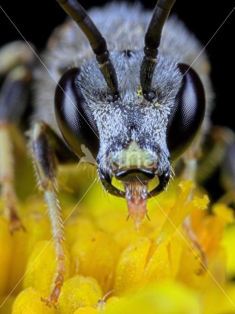 Slender Mining Bee (Lasioglossum calceatum)