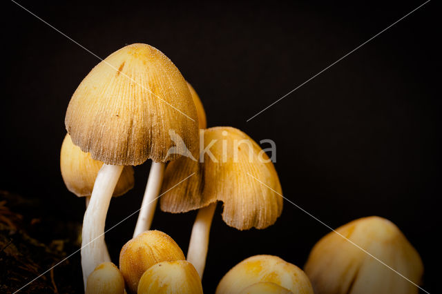 Gewone glimmerinktzwam (Coprinus micaceus)