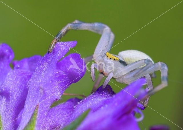 Gewone kameleonspin (Misumena vatia)