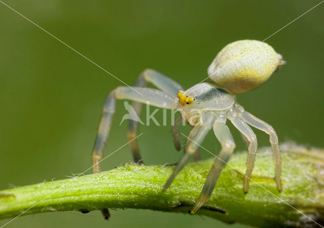 Flower Queen (Misumena vatia)