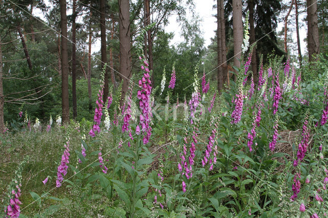 Gewoon vingerhoedskruid (Digitalis purpurea)