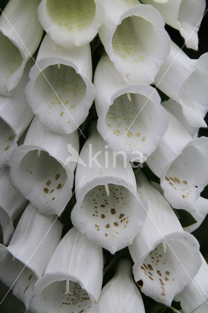 Foxglove (Digitalis purpurea)
