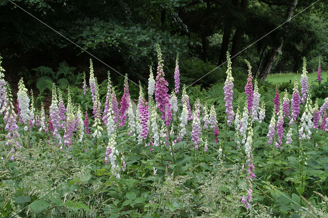 Foxglove (Digitalis purpurea)