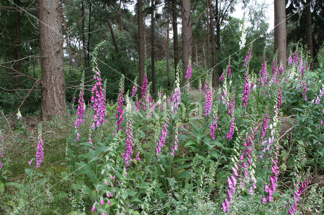 Gewoon vingerhoedskruid (Digitalis purpurea)