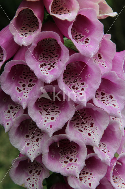 Gewoon vingerhoedskruid (Digitalis purpurea)