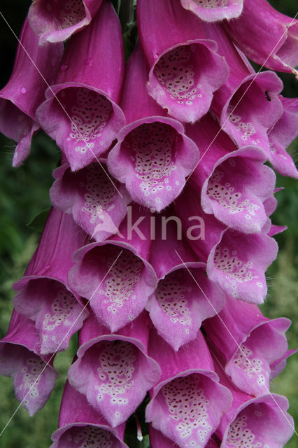 Gewoon vingerhoedskruid (Digitalis purpurea)