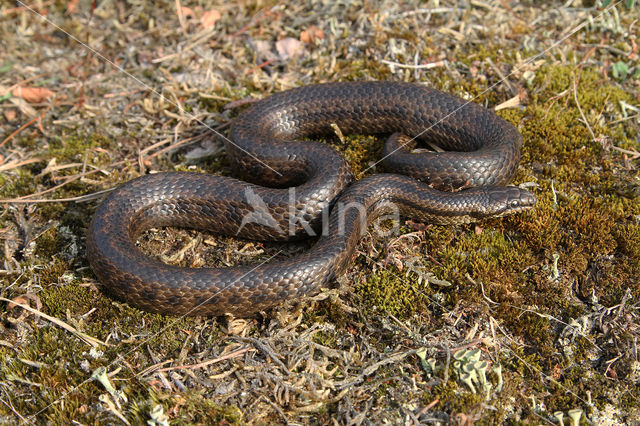 gladde slang (Coronella austriacus)