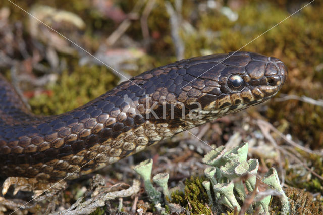 gladde slang (Coronella austriacus)