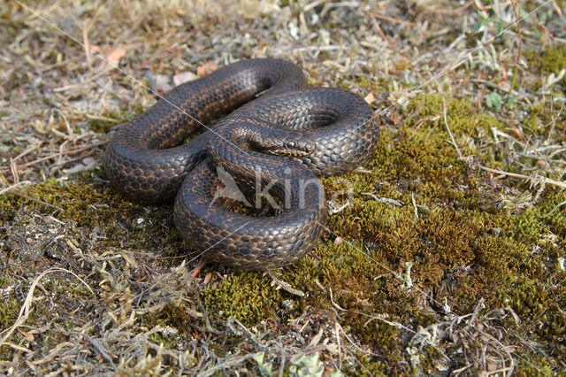 gladde slang (Coronella austriacus)