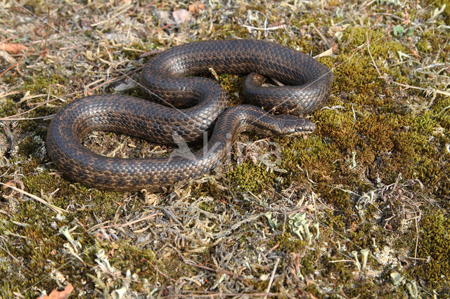 gladde slang (Coronella austriacus)