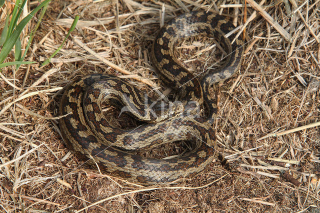 gladde slang (Coronella austriacus)