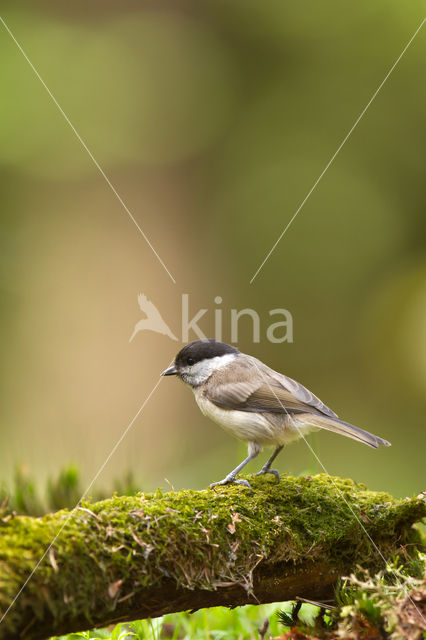 Glanskop (Parus palustris)