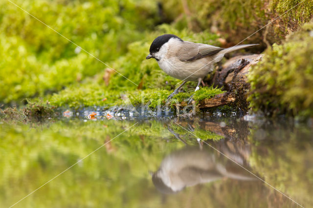 Glanskop (Parus palustris)