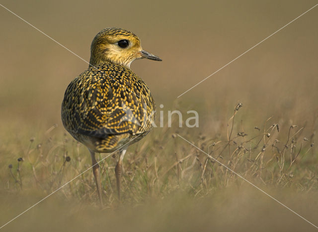 Goudplevier (Pluvialis apricaria)