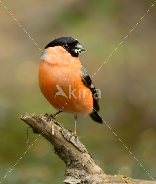 Eurasian Bullfinch (Pyrrhula pyrrhula)