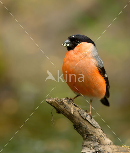 Eurasian Bullfinch (Pyrrhula pyrrhula)