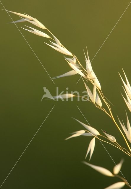 Grass