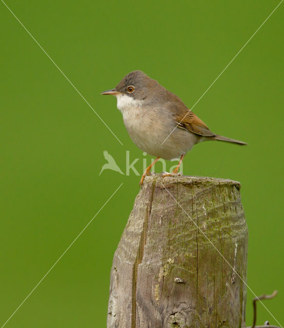 Grasmus (Sylvia communis)