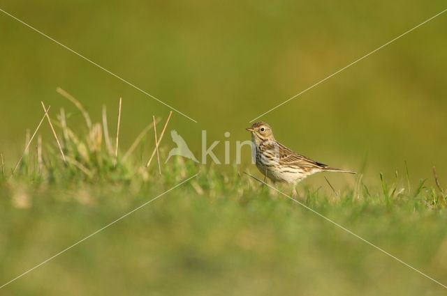 Graspieper (Anthus pratensis)