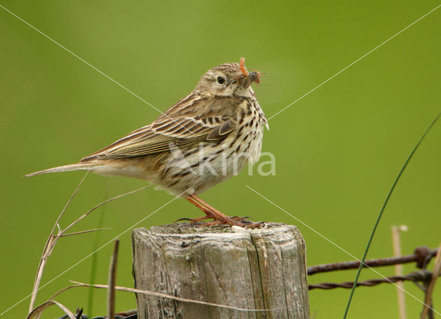 Meadow Pipit (Anthus pratensis)