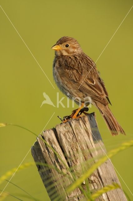 Corn Bunting (Miliaria calandra)