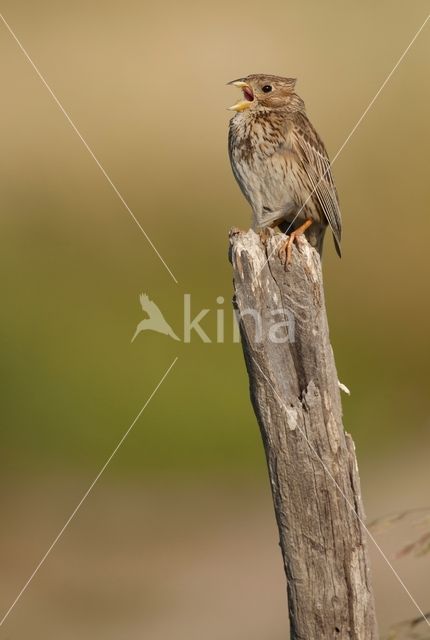 Grauwe Gors (Miliaria calandra)