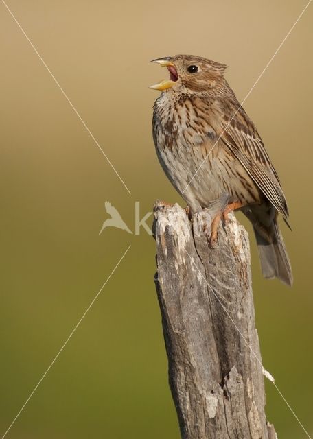 Grauwe Gors (Miliaria calandra)