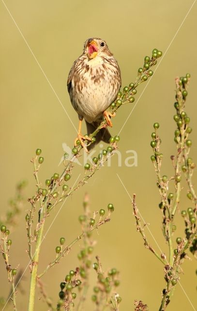 Grauwe Gors (Miliaria calandra)