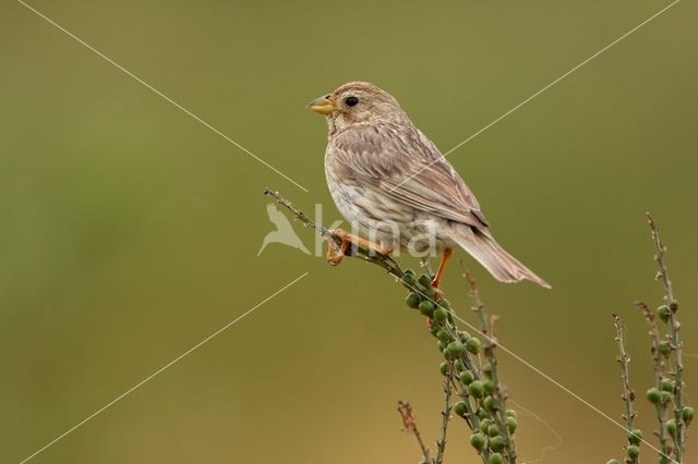 Grauwe Gors (Miliaria calandra)