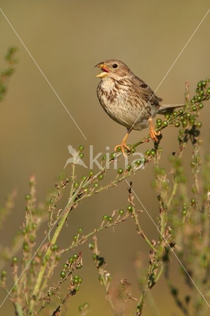 Grauwe Gors (Miliaria calandra)