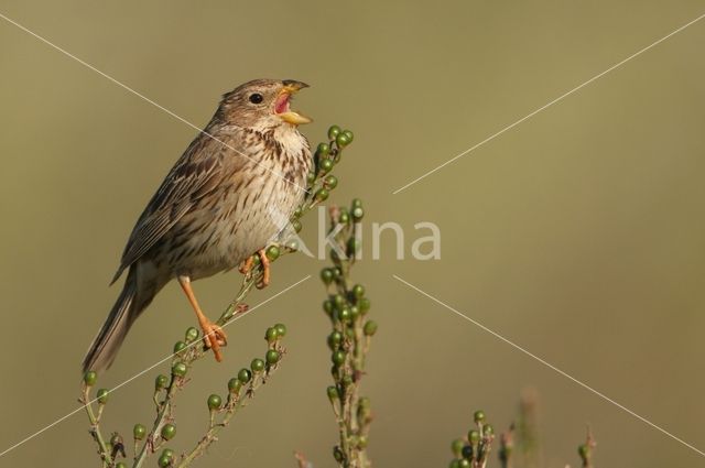 Grauwe Gors (Miliaria calandra)